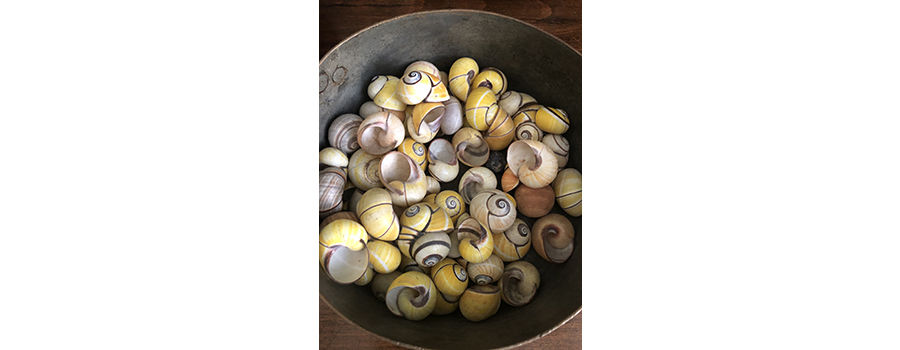 cuban snails